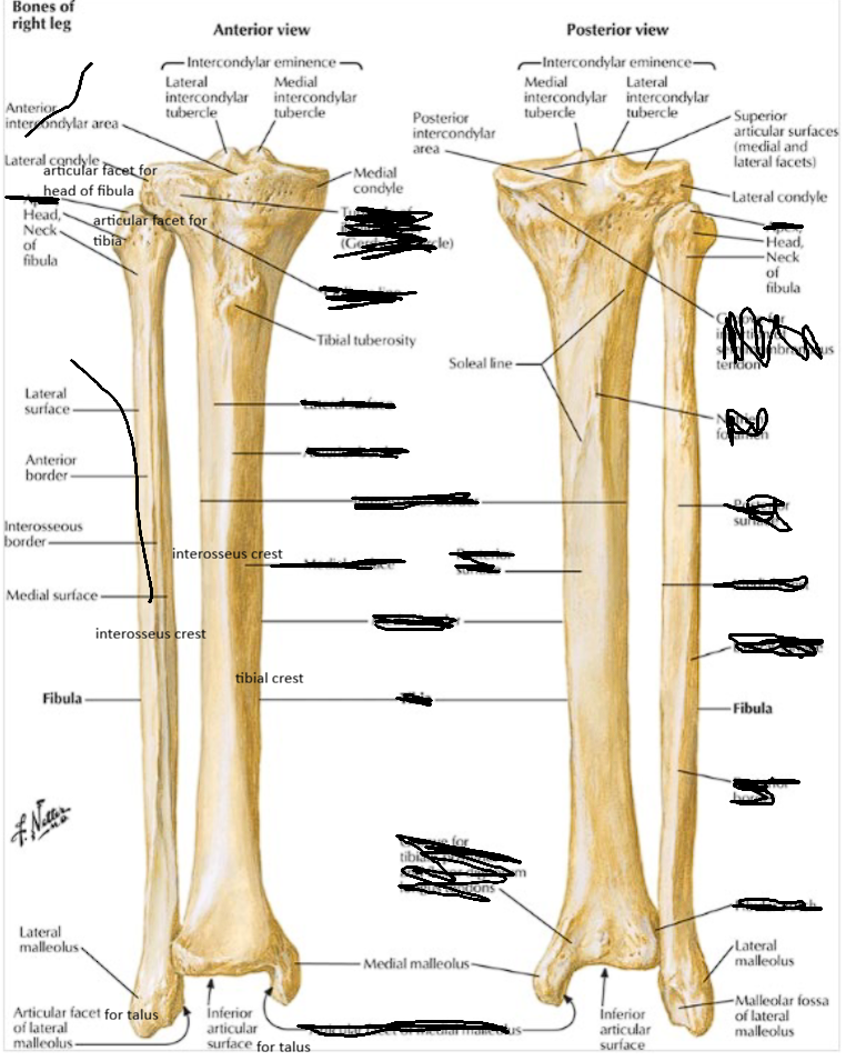 <p>tibia</p><ul><li><p>medial and lateral condyles</p></li><li><p>superior articulate surfaces: medial and lateral</p></li><li><p>intercondylar eminence: medial and lateral tubercles</p></li><li><p>intercondylar fossa: anterior and posterior</p></li><li><p>tibial tuberosity</p></li><li><p>articular facet for head of fibula</p></li><li><p>soleal line</p></li><li><p>tibial crest</p></li><li><p>interosseus crest</p></li><li><p>medial malleolus</p></li><li><p>fibular notch</p></li><li><p>articular surface for talus</p></li></ul><p></p><p>fibula</p><ul><li><p>head</p></li><li><p>articular facet for tibia</p></li><li><p>neck</p></li><li><p>interosseus crest</p></li><li><p>lateral malleolus</p></li><li><p>articular facet for talus</p></li><li><p>malleolar fossa</p></li></ul><p></p>