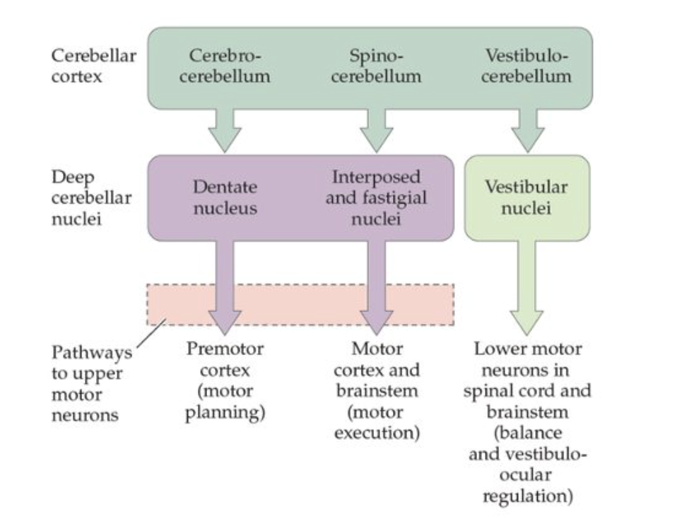<ul><li><p>Dentate nucleus </p></li><li><p>Interposed &amp; fastigial nuclei</p></li><li><p>vestibular nuclei </p></li><li><p>Excitatory inputs from mossy and climbing fibres</p></li><li><p>inhibitory inputs from Purkinje cells </p></li></ul><p></p>
