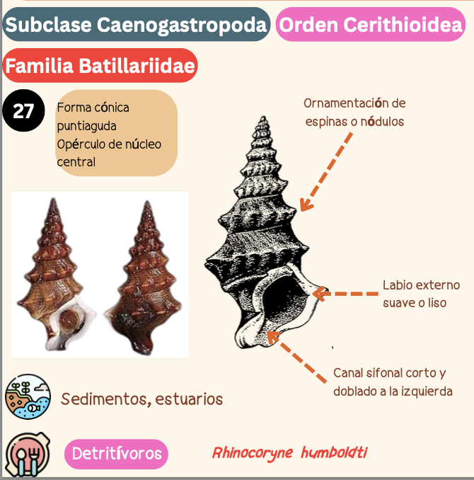 <p><strong>FILO </strong>Mollusca<strong><br>CLASE </strong>Gastropoda<br><strong>SUBCLASE </strong>Caenogastropoda<br><strong>ORDEN </strong>Cerithioidea<br><strong>FAMILIA </strong>Batillariidae<br><strong>GÉNERO </strong><em><u>Rhinocoryne humboldti</u></em><strong><br>CARACTERÍSTICAS </strong>Forma cónica puntiaguda, opérculo de núcleo central.<br><strong>RÁDULA </strong>Tenioglossa<strong><br>ALIMENTACIÓN </strong>Sedimentos, estuarios<strong><br>HÁBITAT </strong>Sedimentos, estuarios</p>