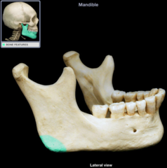 <p>Point where the body and ramus of the mandible meet</p>