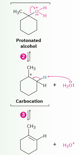 <ul><li><p>intermediate( E1 mechanism)</p></li><li><p></p></li></ul><p></p>