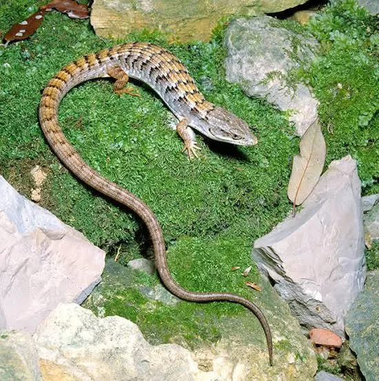 <p>what is the family level name for these lizards that look like snakes?</p>