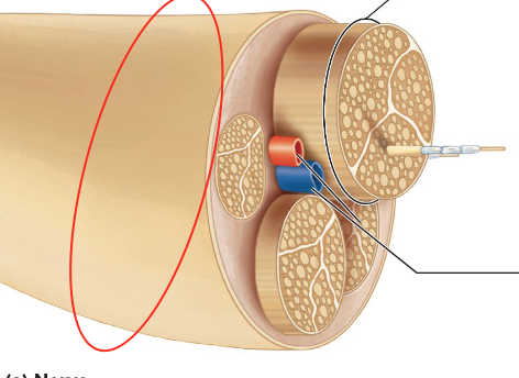 <p>wraps around nerve</p>