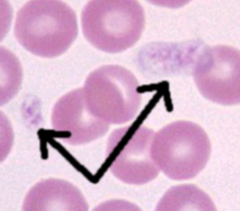 <p>what does this image represent?</p>