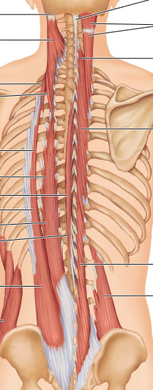 <p>Quadratus lumborum (bottom) and semi spinalis (top)</p>