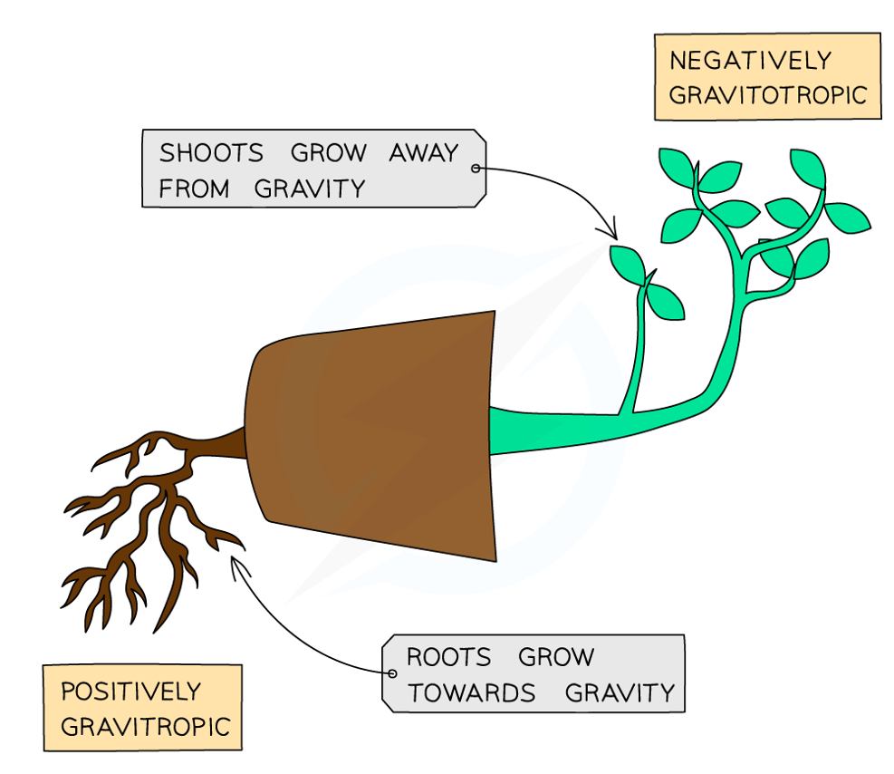 <p>The auxin becomes evenly distributed again & the growth on all sides of the root & shoot will now be equal</p>