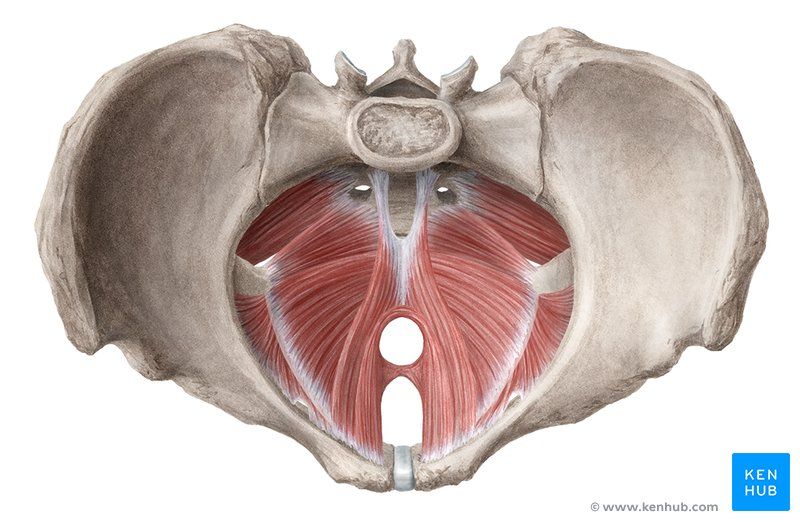 <p>Muscle?</p>