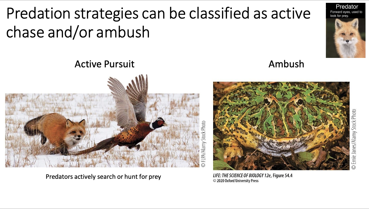 <ul><li><p>Can be active chase and/or ambush</p><ul><li><p>Active chase: predators actively searching and hunting prey</p></li><li><p>Ambush: predator waits in one place and suddenly attacks when prey comes close</p><ul><li><p>Through processes like camouflage (blending in) or hiding</p></li></ul></li></ul></li></ul><p></p>