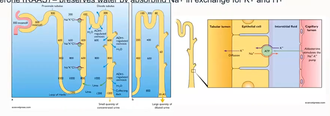 <p>At the loop of hennle.. medullary concentration gradient… vascular network urea trapped + collecting duct… ADH allows reabsorption. High hormone influence… ?Colllecting ducts = final stage of water reabsorption..</p>