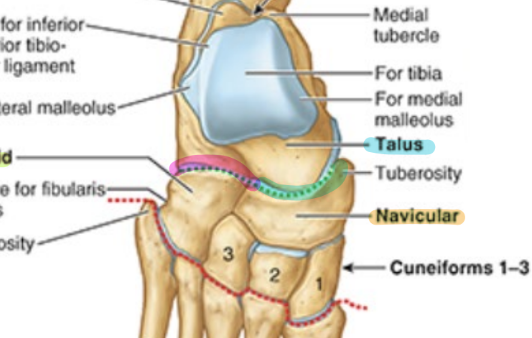 <ul><li><p>superior surface: <strong>trochlea </strong>of talus</p></li><li><p>articulates w/ tibia & fibula</p><ul><li><p><strong>only foot bone that articulates w/ bones in limb</strong></p></li></ul></li><li><p>articulates w/ navicular</p></li></ul><p></p>
