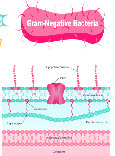 <p>PINK-RED, skinty peptidoglycan wall and has an outer membrane</p>