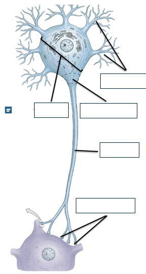 <p>Name and describe the parts of the neuron</p>