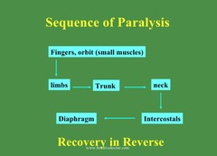 <p>Small, rapidly moving muscles (like fingers and eyes), followed by limbs, neck, trunk, and finally intercostal muscles and diaphragm.</p>