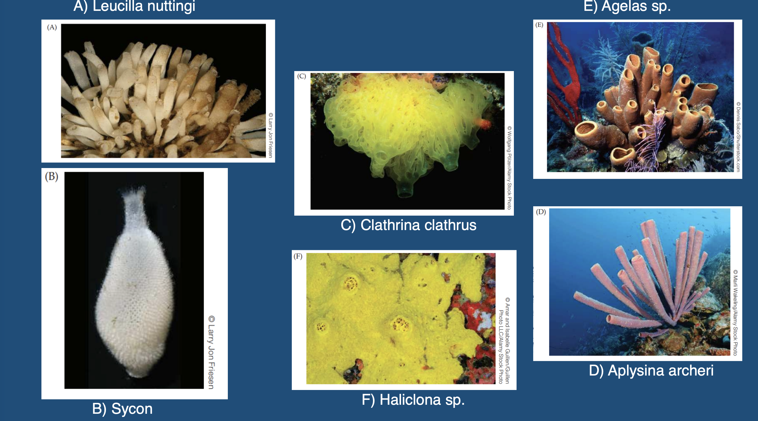 <p>What are the four classes of Porifera?</p>