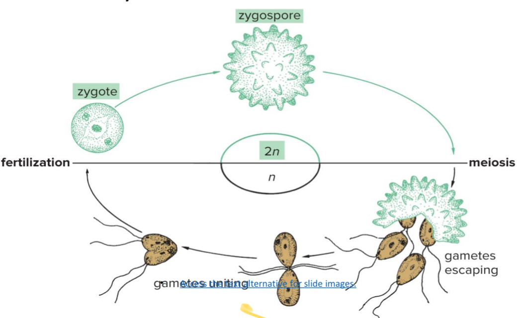 <p>What does the formation of zygote during Chlamydomonas asexual reproduction eventually become? </p>