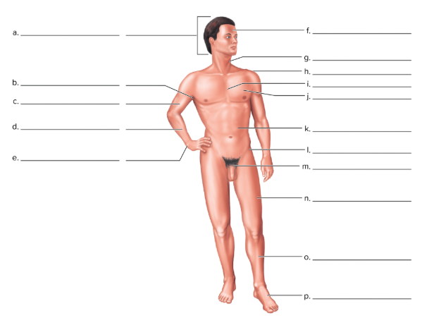 <p>Complete the illustration by correctly placing the following terms.</p>