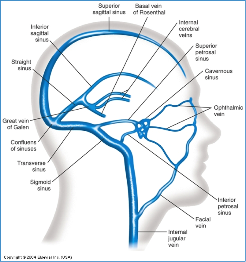 <ul><li><p>venous drainage of the brain is from <strong>dural venous sinuses</strong> (large channels b/w the layer of the dura mater) that collects blood and drains into the <strong>internal jugular veins</strong></p></li><li><p><strong>vein of galen</strong> (aka “great cerebral vein”) is a prominent vein in posterior aspect of brain</p><ul><li><p>it’s malformation can cause srs congenital vascular problems</p></li></ul></li></ul><p><strong>sono/doppler:</strong></p><ul><li><p>rarely performed, but can be achieved w/ colour and PW</p></li><li><p>most often, abnormalities of the venous system causes changes in vein of galen</p></li></ul><p></p>