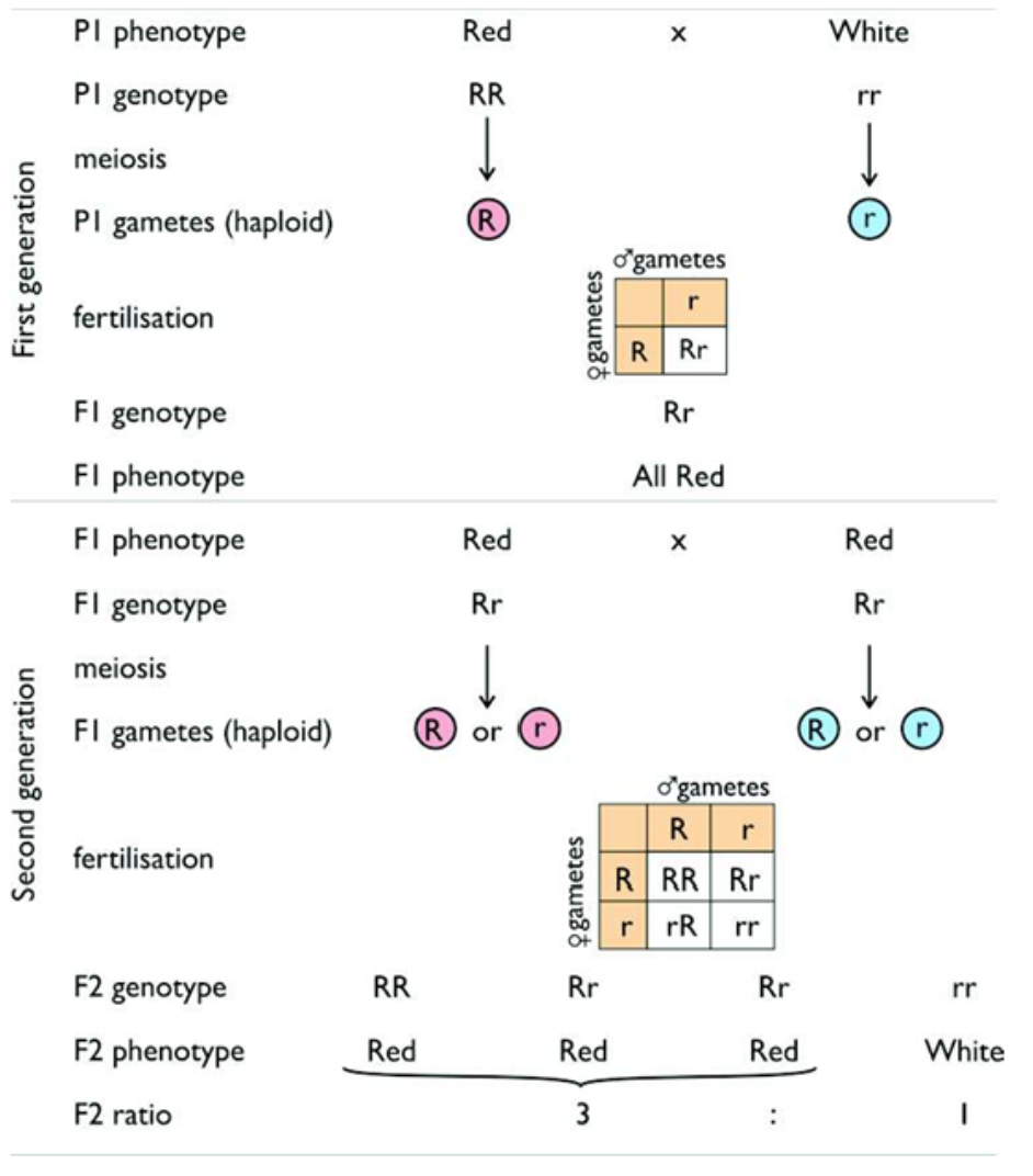 <p>A simple breeding experiment involving just a single characteristic.</p>
