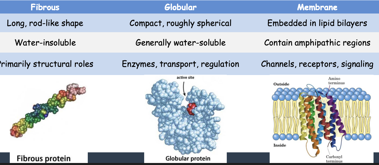<ul><li><p>proteins can be generally categorized by shape and solubility</p></li></ul><ol><li><p>Fibrous</p></li><li><p>Globular</p></li><li><p>Membrane</p></li></ol><p></p>