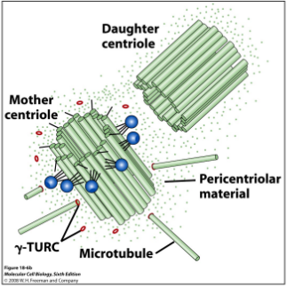 <p>Centrosome = 2 centrioles + Pericentriolar Material (PCM) </p><ul><li><p>PCM holds γ-TuRC → MT (-) ends embedded in PCM → (+) ends face outward into cytoplasm</p></li></ul><p></p>