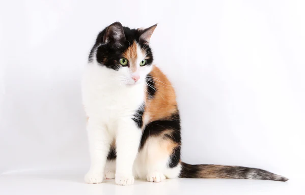 <p>Females’ heterozygous genes on the X chromosomes are ____ _____, with an example being the ______ _____</p>