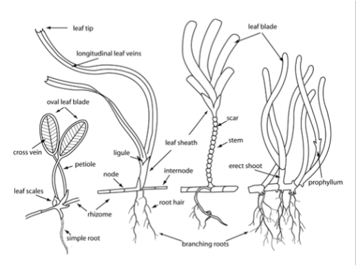 <p><span><strong><u>Seagrass Morphology</u></strong></span></p><ul><li><p><span style="font-family: "Comic Sans MS";">Leaves:</span></p></li><li><p><span style="font-family: "Comic Sans MS";">Rhizomes: </span></p></li><li><p><span style="font-family: "Comic Sans MS";">Roots: </span></p></li><li><p><span style="font-family: "Comic Sans MS";">Shoots: </span></p></li></ul><p></p>