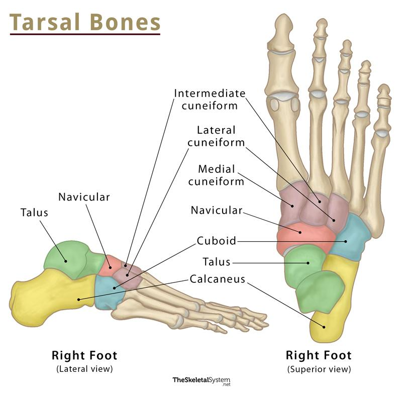 <ul><li><p>Talus</p></li><li><p>Calcaneus</p></li><li><p>Navicular</p></li><li><p>Cuboid</p></li><li><p>Cuneiforms</p><ul><li><p>Lateral</p></li><li><p>Intermediate</p></li><li><p>Medial</p></li></ul></li></ul><p></p>