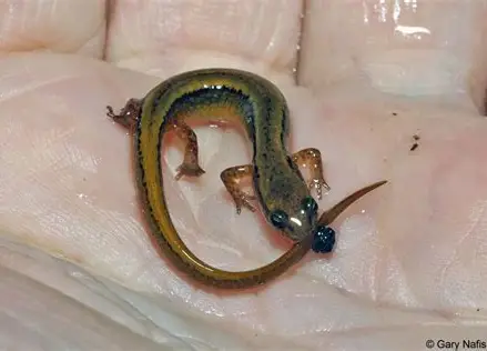 <p>What Amphibian is this?</p>