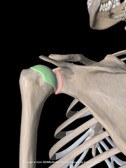 <p>identify the joint</p>