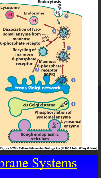 <p>Lysosomal Enzymes Carrying Mannose-6-Phosphate Signal are recognized by what?</p>