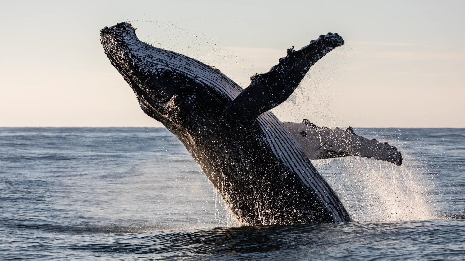 <p><strong>La ballena</strong></p>