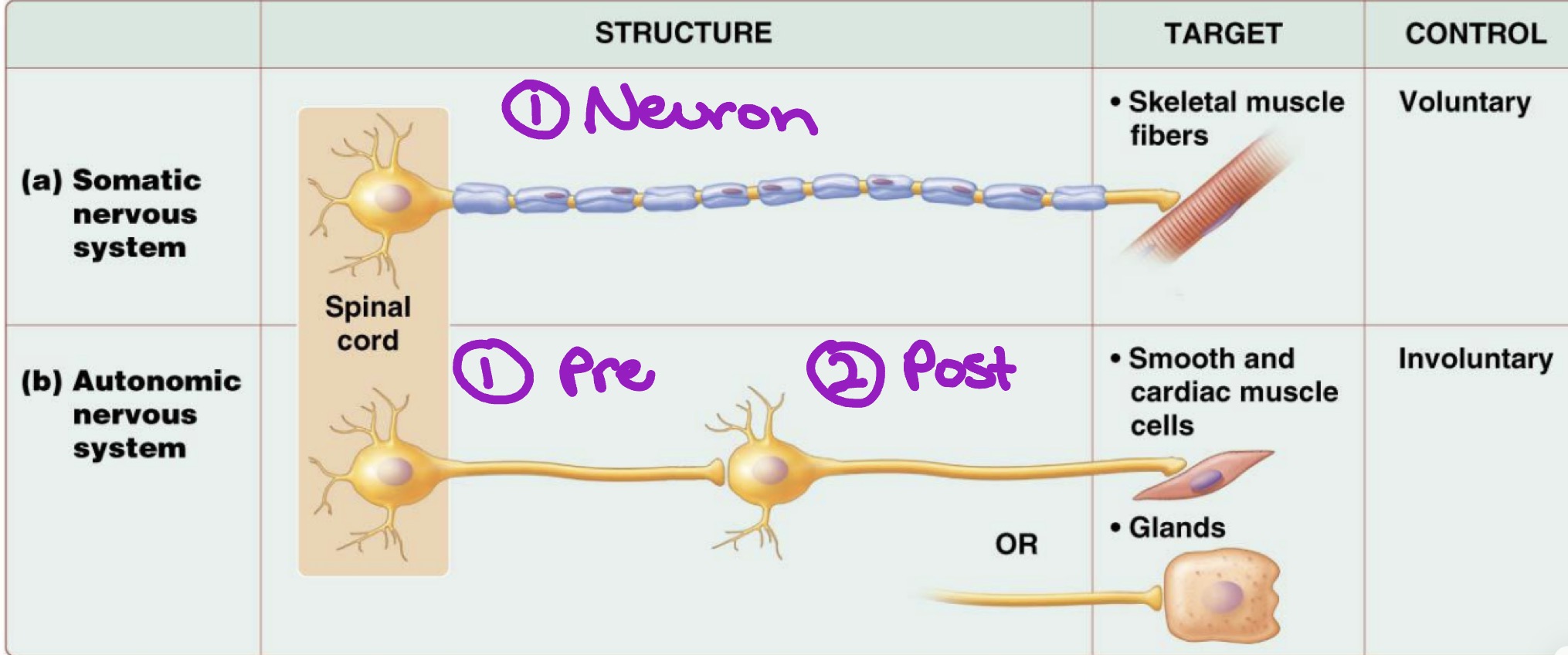 knowt flashcard image