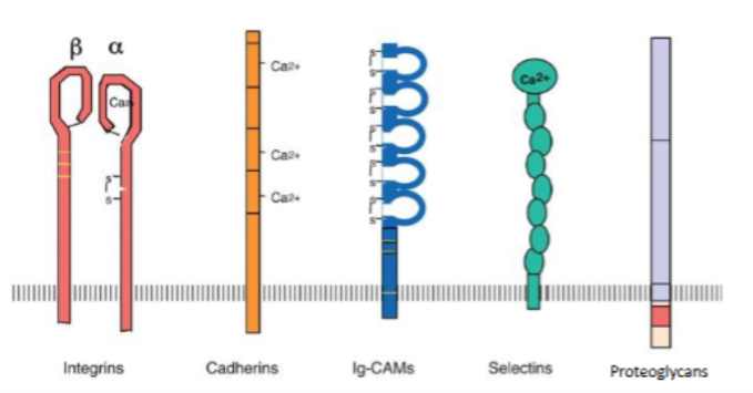 <p>Integrins: Heterodimeric transmembrane receptors (alpha and beta subunits), function is to bind with ECM proteins (fibrinogen, collagen). Bidirectional signalling between inside and outside cells, regulating process like differentiation and cell death (Apoptosis).</p><p>Cadherins: Mediate cell-cell adhesion, through Adherens junctions and desmosomes, they link to cytoskeleton and maintain tissue architecture</p><p>Selections: Important for immune system</p><p>Proteoglycans: Core proteins with glycosaminoglycan (GAG) side chains. Function: Important in skin// hydration of extracellular matrix, mediating adhesion. Regulate growth factor availability which controls cell turnover and tissue repair.</p>