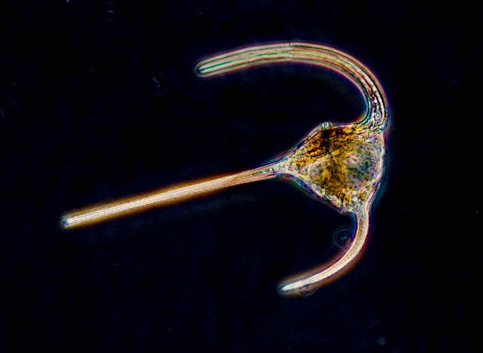 <p>Unicellular alveolate in aquatic environments that have two flagella that are in perpendicular grooves in the “armor” and produce a spinning movement. Produces blooms that cause “red tides”</p>