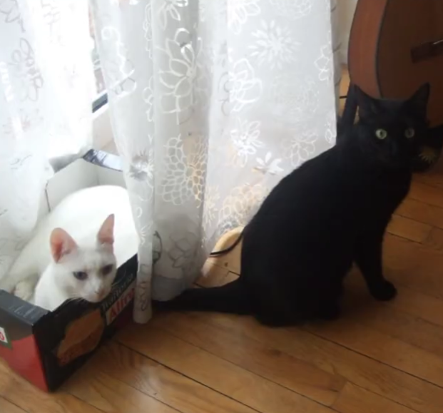 <p>Wo ist die schwarze Katze? Wo ist die weiße Katze?</p>