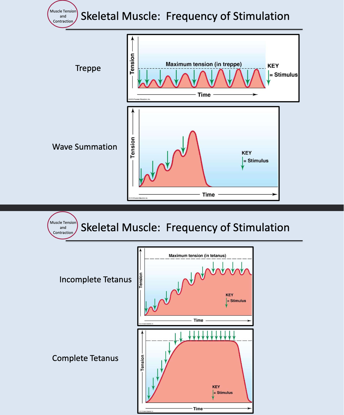 <p>Four types of skeletal muscle frequencies of stimulation are, <strong>Treppe</strong>, <strong>Wave</strong> <strong>Summation</strong>, <strong>Incomplete</strong> <strong>Tetanus</strong>, <strong>Complete</strong> <strong>Tetanus</strong>. </p>