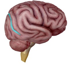 <p>separates the occipital and parietal lobes</p>