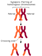 <p>occurs during prophase I</p>