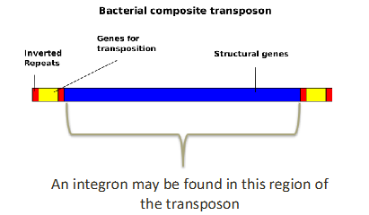 <p>integrons are genetic elements with the ability to capture genes (often encoding antibiotic resistance) into an 'expression cassette'</p><p>- the expression cassette includes a promoter sequence, which promotes the transcription of the genes in the integron</p><p>- integrons are often found within the structural gene segment of large transposons</p><p>- allow bacteria to adapt and evolve rapidly through the stockpiling and expression of new genes</p>