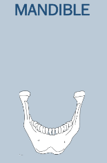 <p>lower jaw</p>