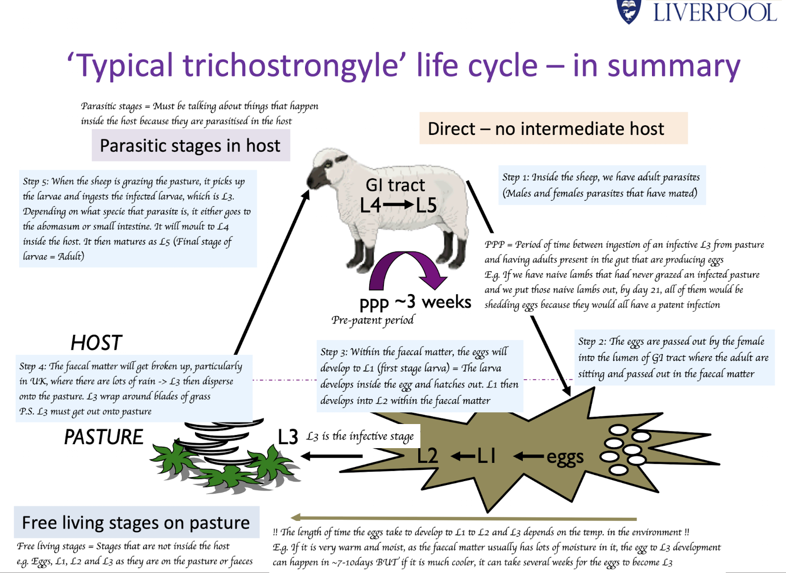 <p>Step 1: Adult male and female parasites live in the GI tract of the sheep (abomasum or small intestine) and mate.</p><p>Step 2: Only the fertilised female produces and lays eggs → Eggs pass through intestinal lumen and are excreted in faeces</p><p>Step 3: Eggs develop in faecal pat → L1 hatches 孵出 and feeds on bacteria in faecal pat → Grows to L2 → Moults to L3, which is ensheathed</p><p>Step 4: L3 released from the faecal pat by rain splash (L3 is the infective stage, found on grass)</p><p>Step 5: When the sheep is grazing the pasture, it picks up the L3 larvae and ingests the infected larvae</p><p>Step 6: Depending on what species that parasite is, it either goes to the abomasum or small intestine → It will most to L4 inside the host and matures as L5</p>