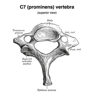 <p>What Sturcture within C7</p>