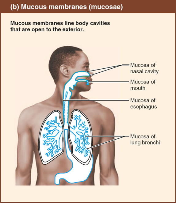 <p>mucous membranes/mucosae</p>