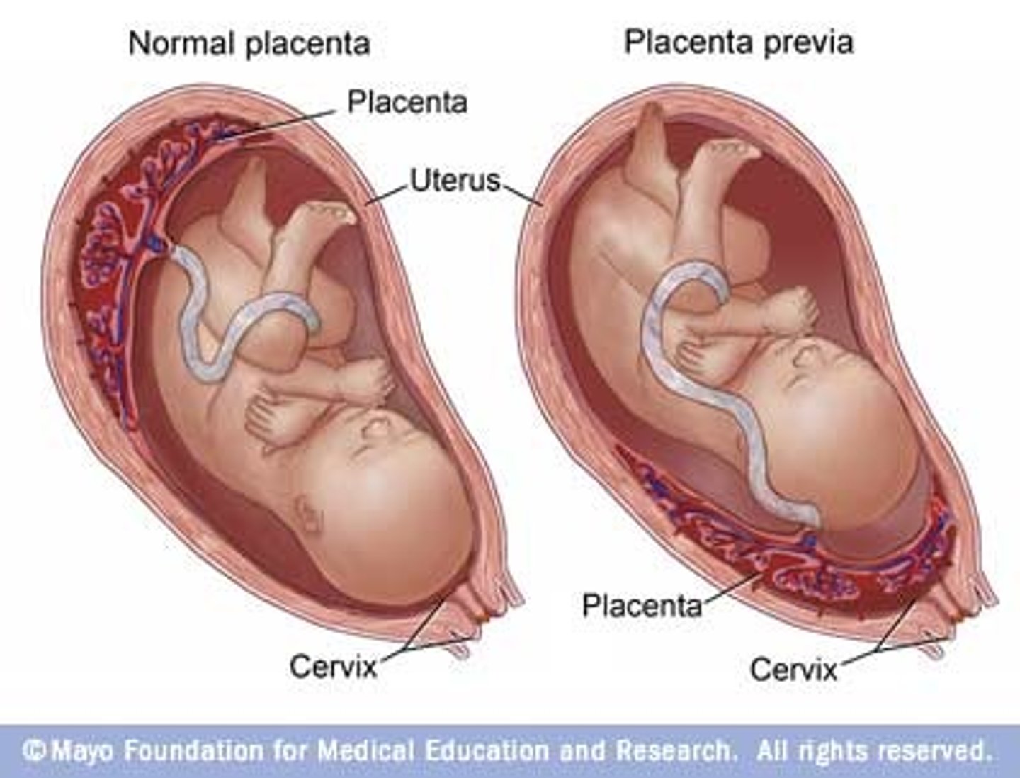 <p>- Body systems continue to mature.</p><p>- Higher chance of survival.</p>