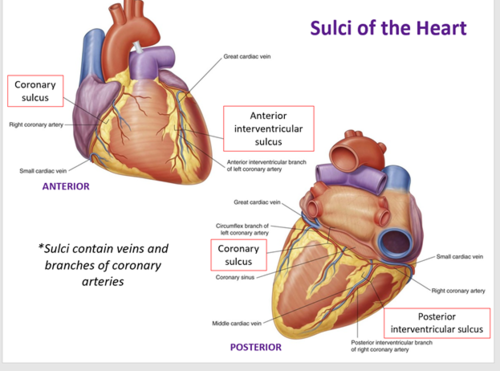 <p>Coronary sulcus, anterior interventricular sulcus and posterior interventricular sulcus. Function is to separate different chambers of the heart.</p>