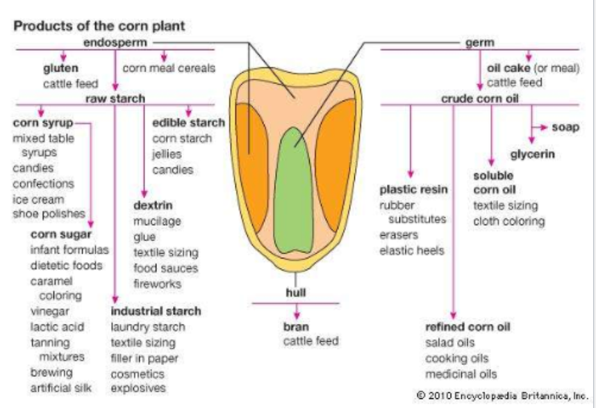 <p>Many seeds are crushed or processed to retrieve the oil or starch. By-products of these processes are also used as animal feeds.</p>