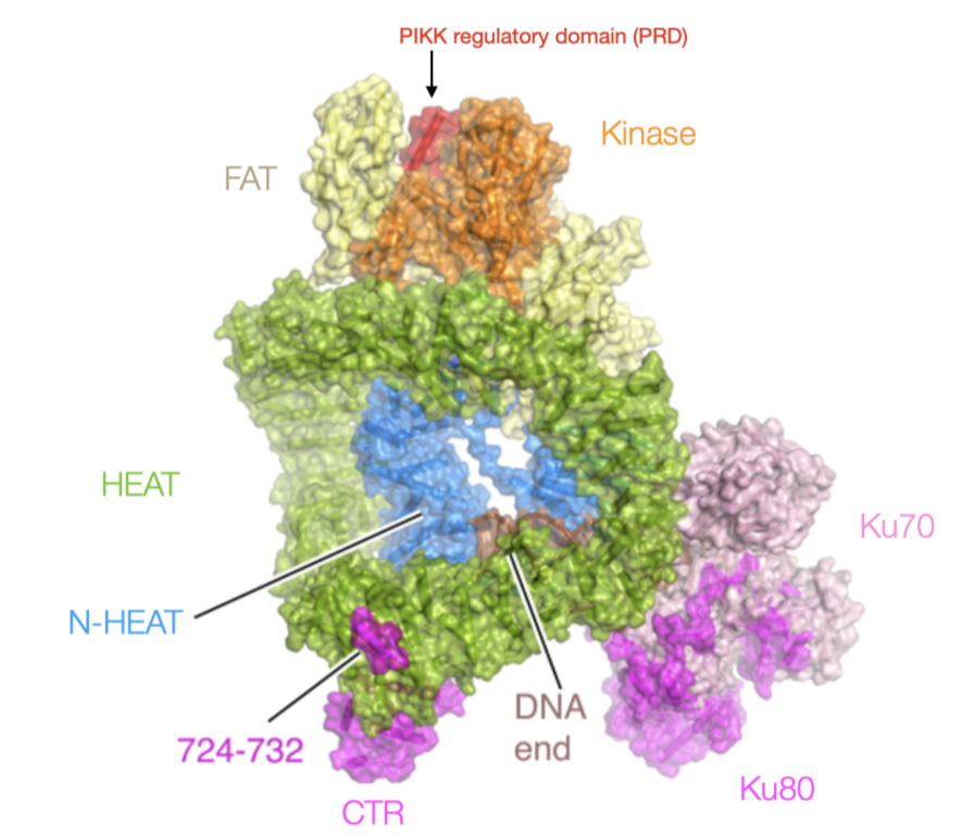 <p>Ku70-80 dimer binds DSB ends - facilitates assembly of the repairosome - all other cofactors in NHEJ have Ku binding domains</p><ul><li><p>no enzymatic activity, recruits enzymes</p></li></ul><p>DNA-PKcs form a DNA dependent kinase with Ku70-80 interactions (activated in presence of DSBs and DNA-bound Ku)</p><p>Activated by outward folding of PRD, allowing open ATP binding groove of kinase domain - autophosphorylates ABCDE cluster to lock in active state</p><p>Active DNA-PKcs loosens DNA binding, allows end-processing factors and ligases to access ends. </p>