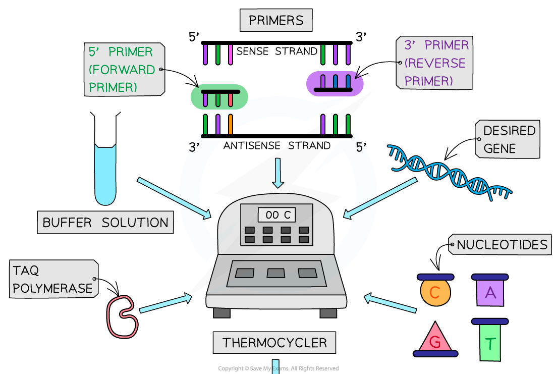<ul><li><p>target DNA or rna being amplified</p></li><li><p>primers (forward and reverse) - short sequences of single stranded dna that have base seq comp to 3’ end of dna or rna being copied, define region that is to be amplified by signalling to dna polym where to begin building new strands</p></li><li><p>dna polym - enz used to build new dna or rna strand (most commonly taq polym as from thermophiliic bacterium thermus aquaticus so doesnt denature at high temps involved during 1st stage of pcr reaction) and opt temp high enoguh to prevent annealing of uncopied dna strands</p></li><li><p>free nucleotides  - used in construction of dna or rna strnads</p></li><li><p>buffer solutoin - to provide opt ph for reactions to occur</p></li></ul><p></p>