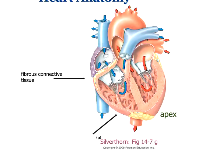 <ul><li><p>apex at the bottom, base at the top</p></li><li><p>between the atria and the ventricles is fibrous connective tissue</p></li><li><p>valves between atria and ventricles</p></li><li><p>valves between the ventricles and the arteries</p></li><li><p>pulmonary artery from right heart</p></li><li><p>aorta from left heart</p></li><li><p>blood returns to the atria, then enters the ventricles, then pumped out from there</p></li></ul><p></p>
