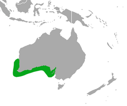 <p>Australian sea lion</p>